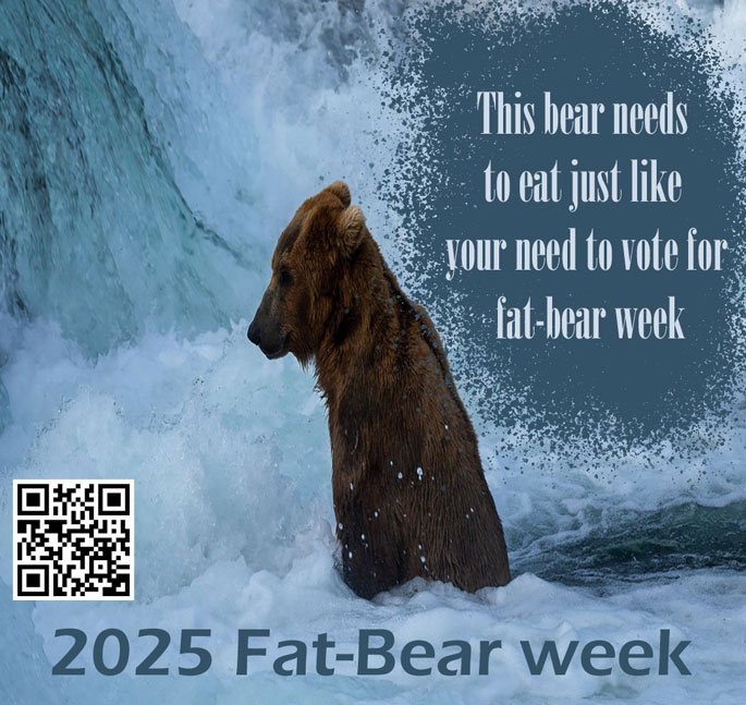 fat-bear week design